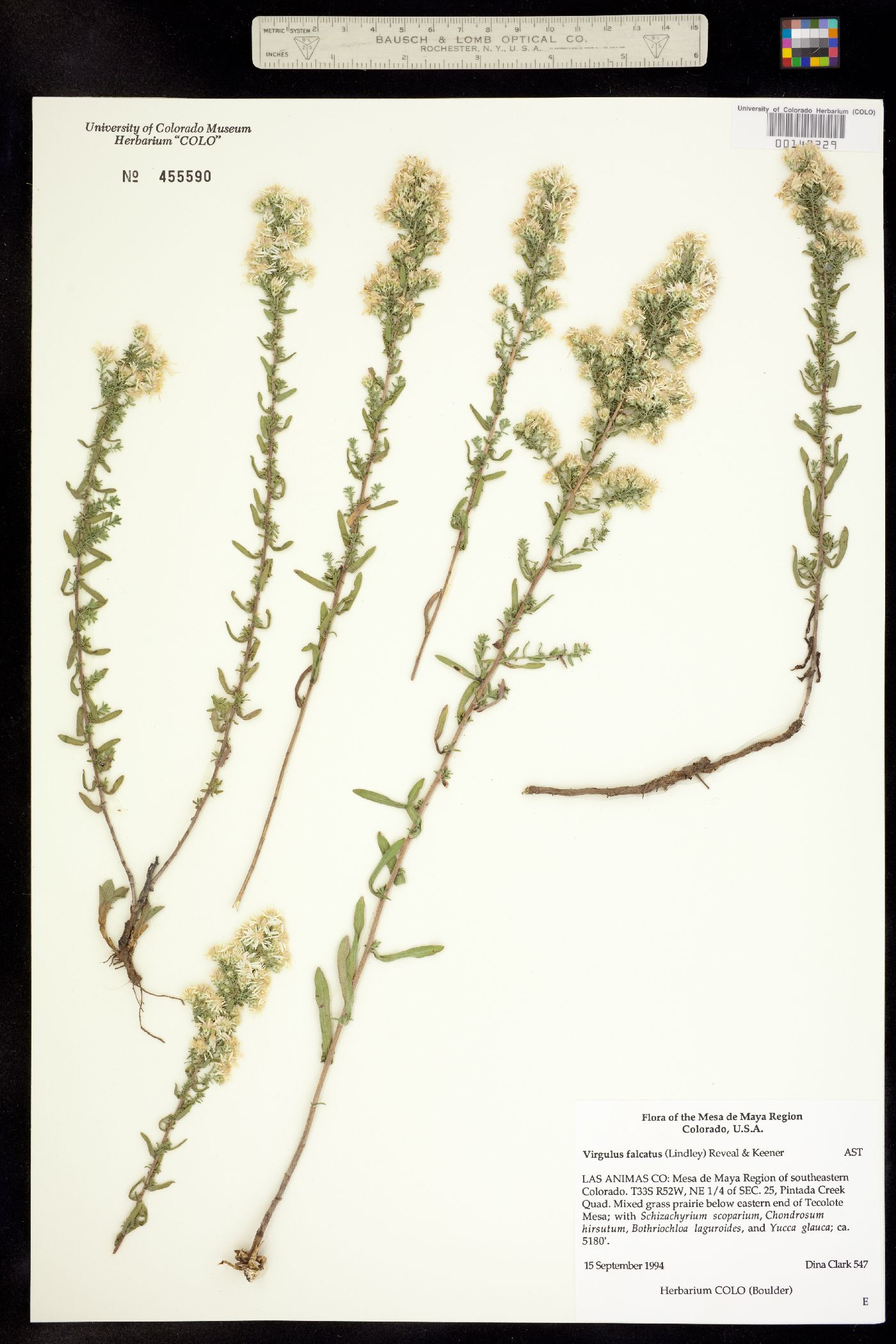 Virgulus falcatus image
