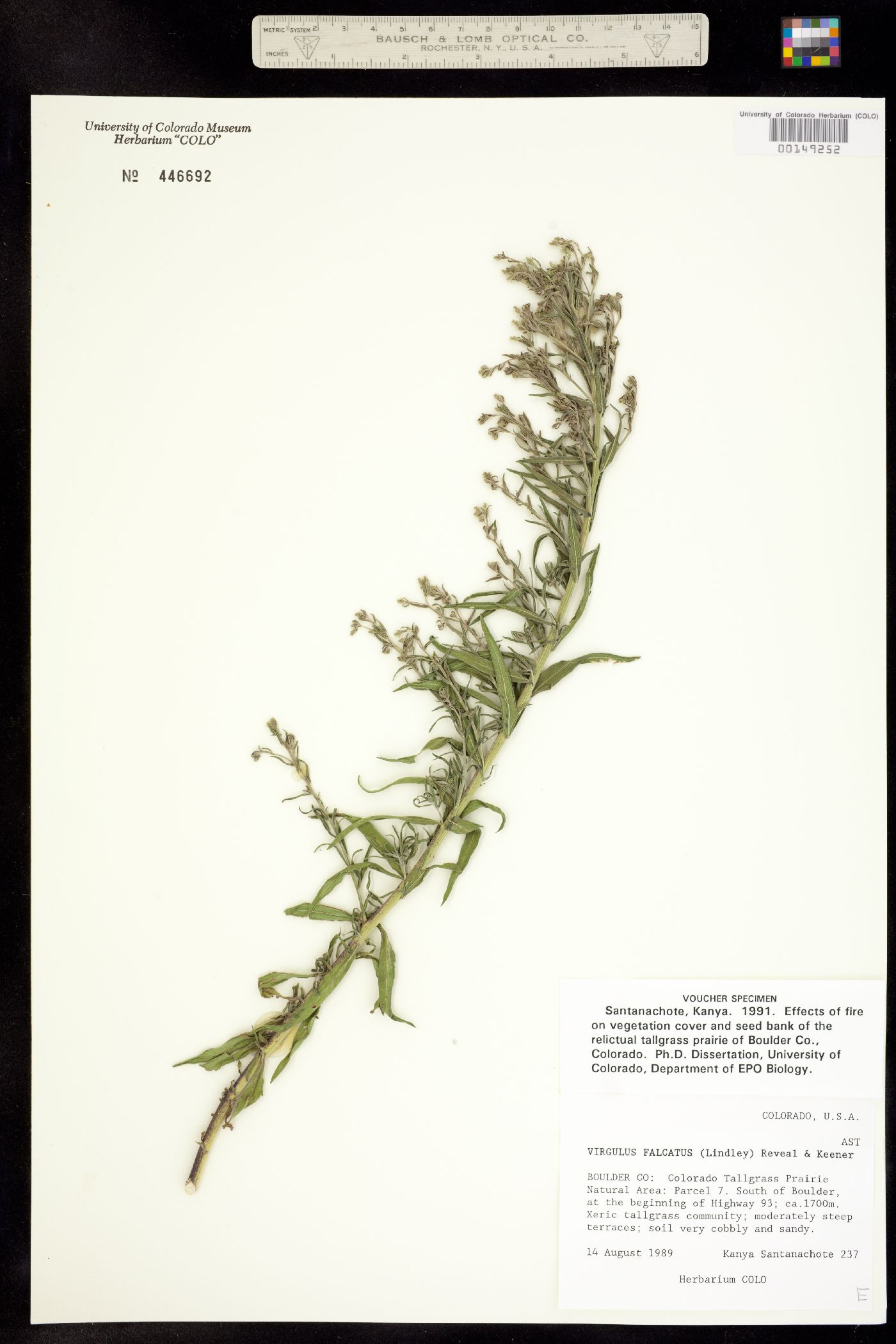 Virgulus falcatus image