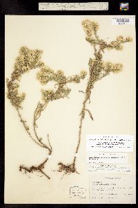 Symphyotrichum falcatum var. falcatum image