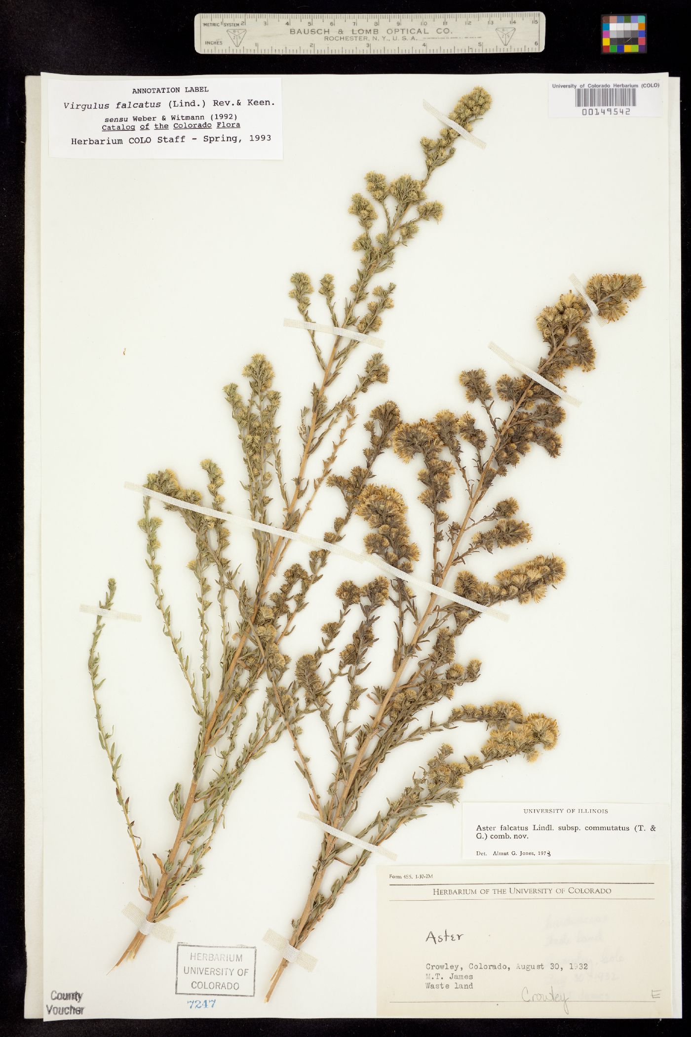 Virgulus falcatus image