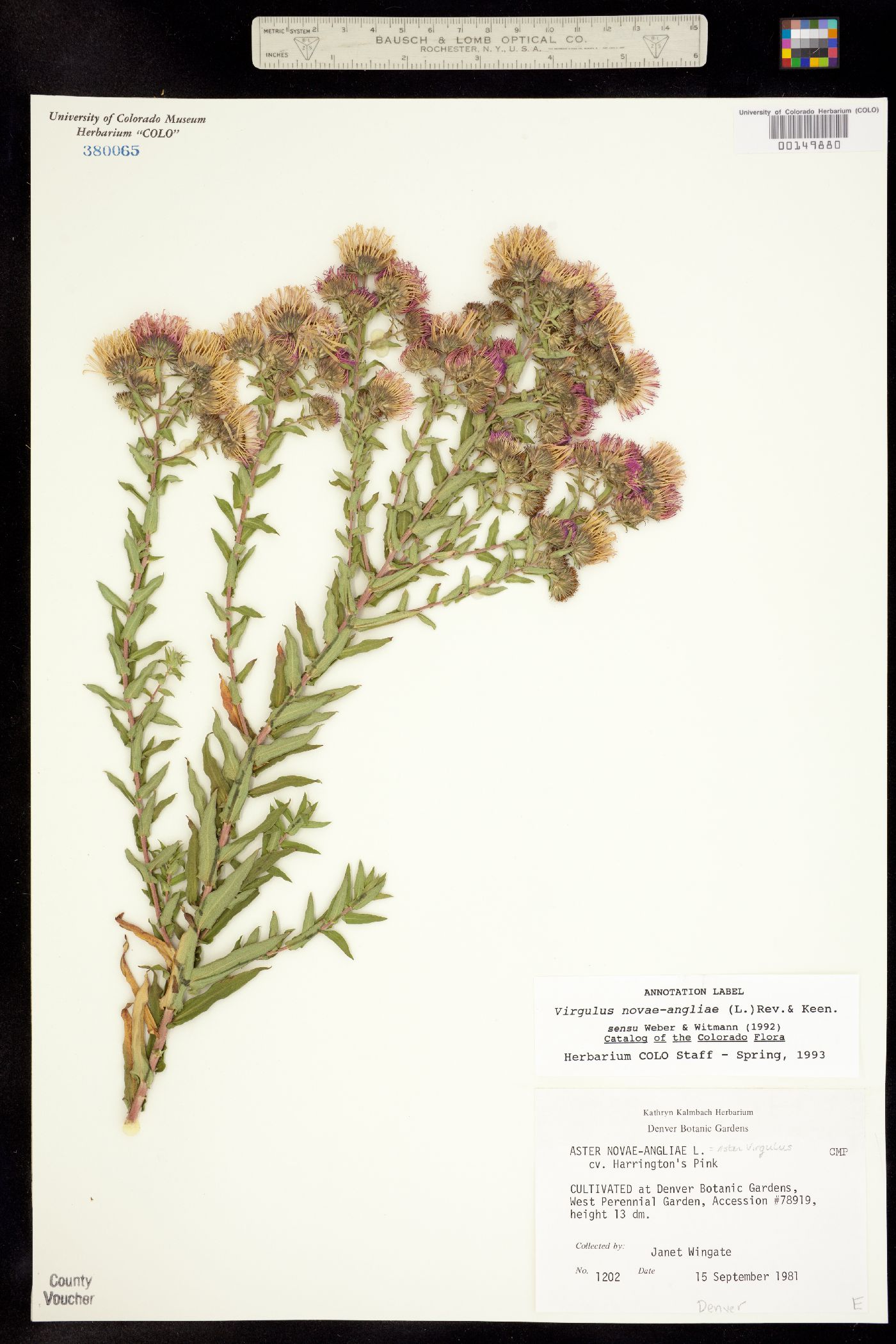 Symphyotrichum novae-angliae image