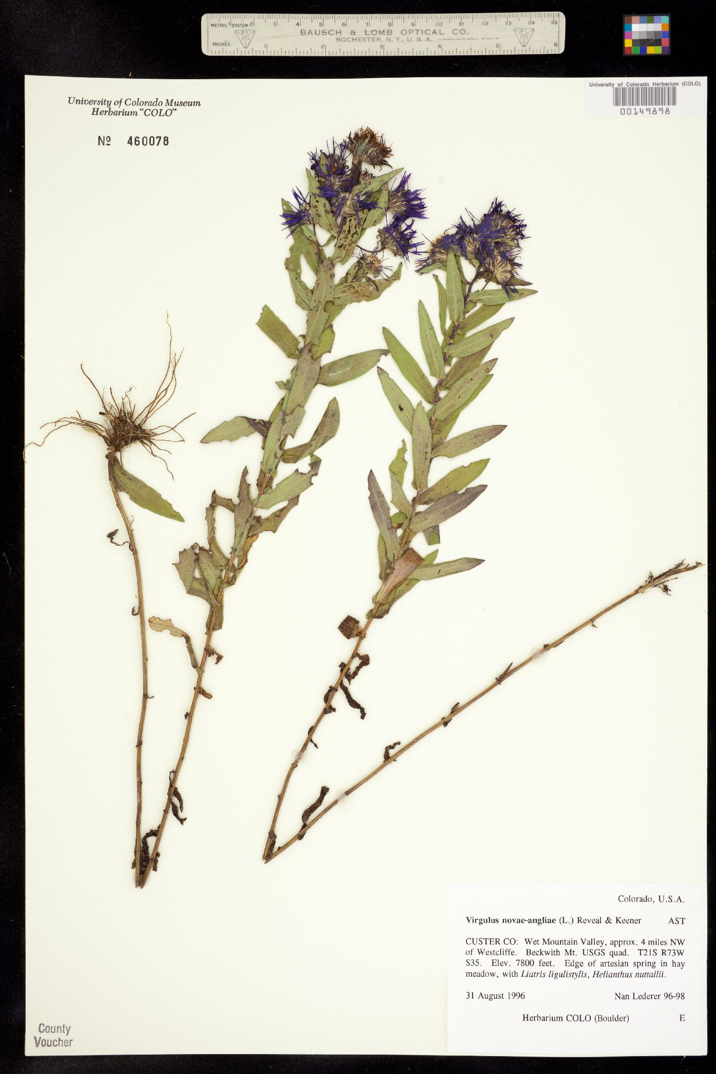 Symphyotrichum novae-angliae image