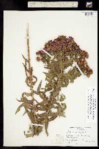 Image of Symphyotrichum novae-angliae