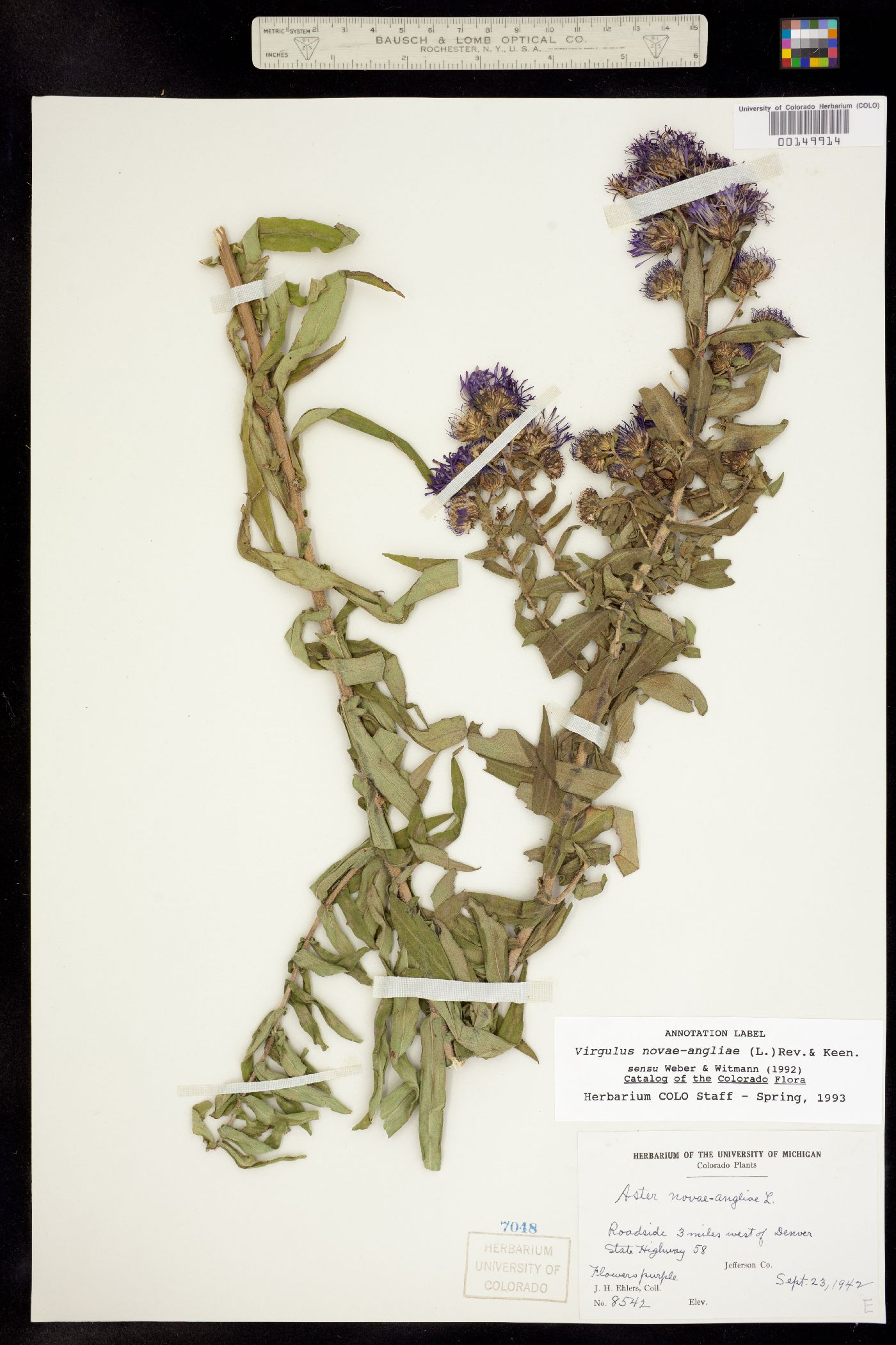 Symphyotrichum novae-angliae image