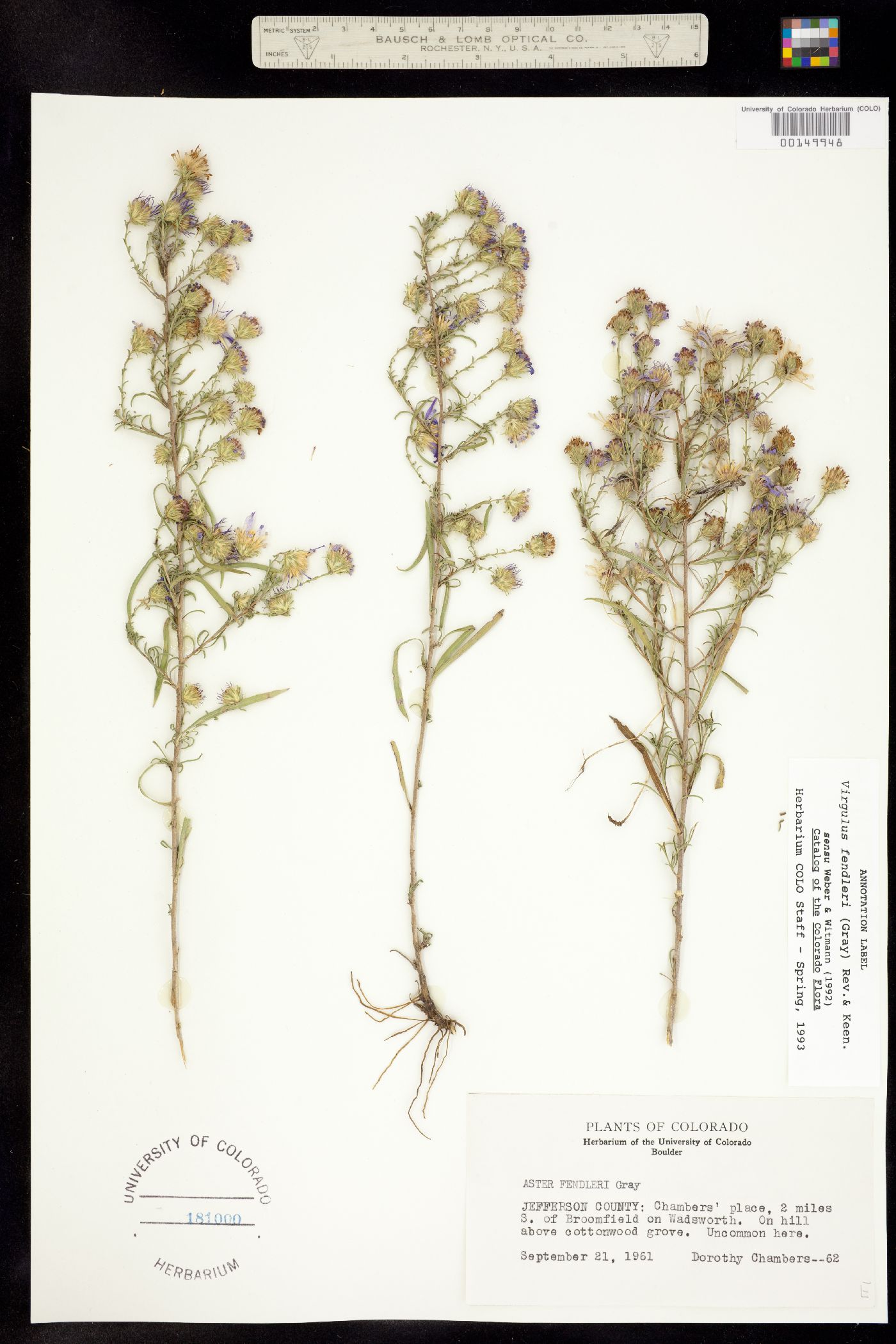 Symphyotrichum fendleri image