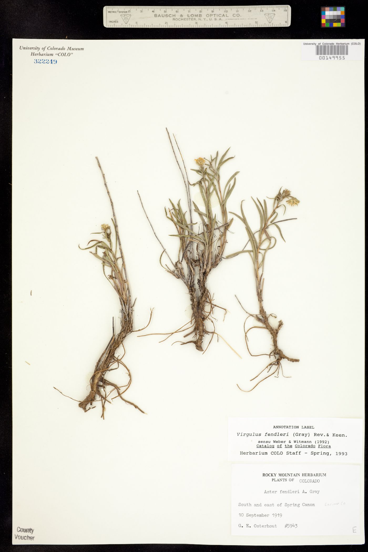 Symphyotrichum fendleri image