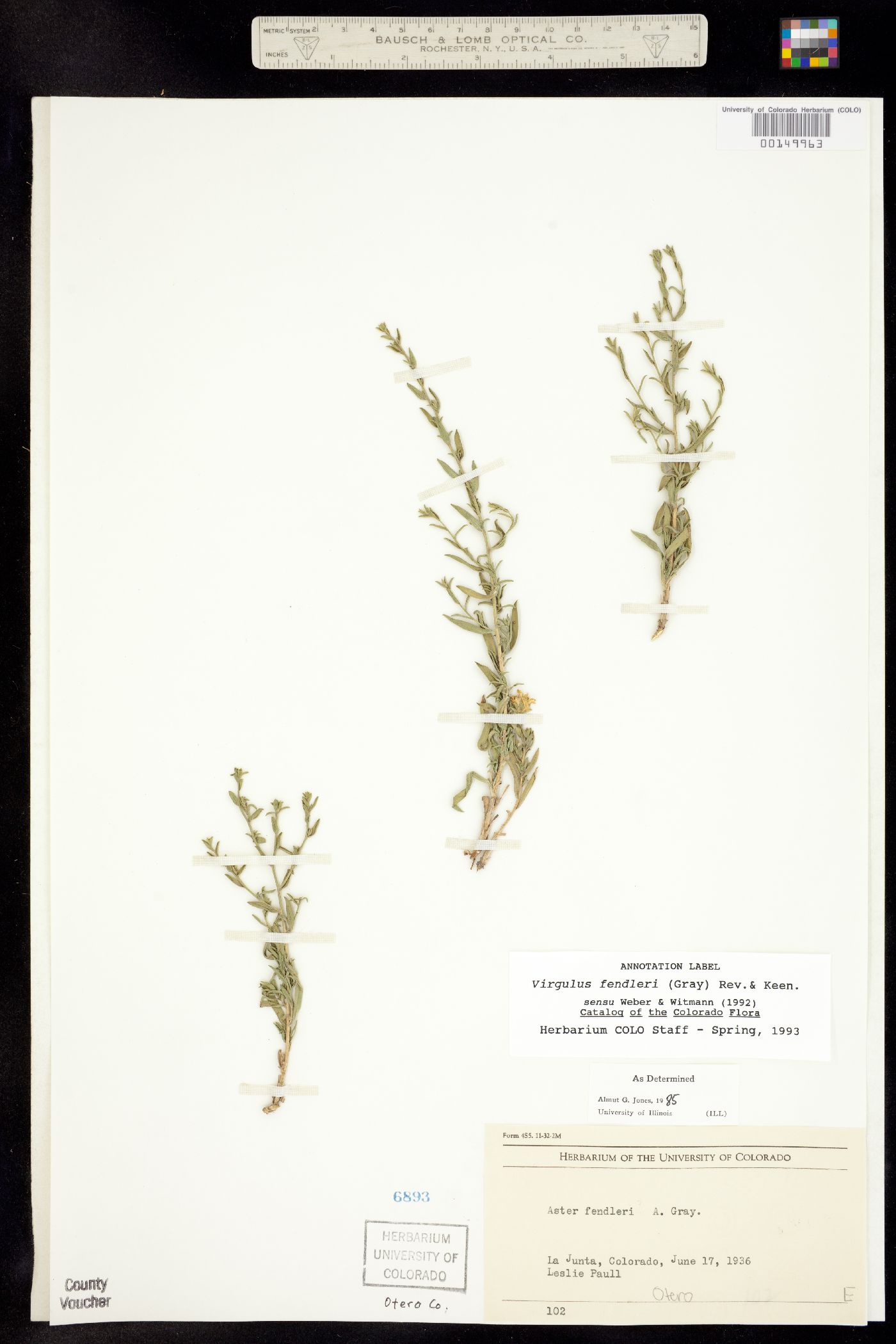 Symphyotrichum fendleri image