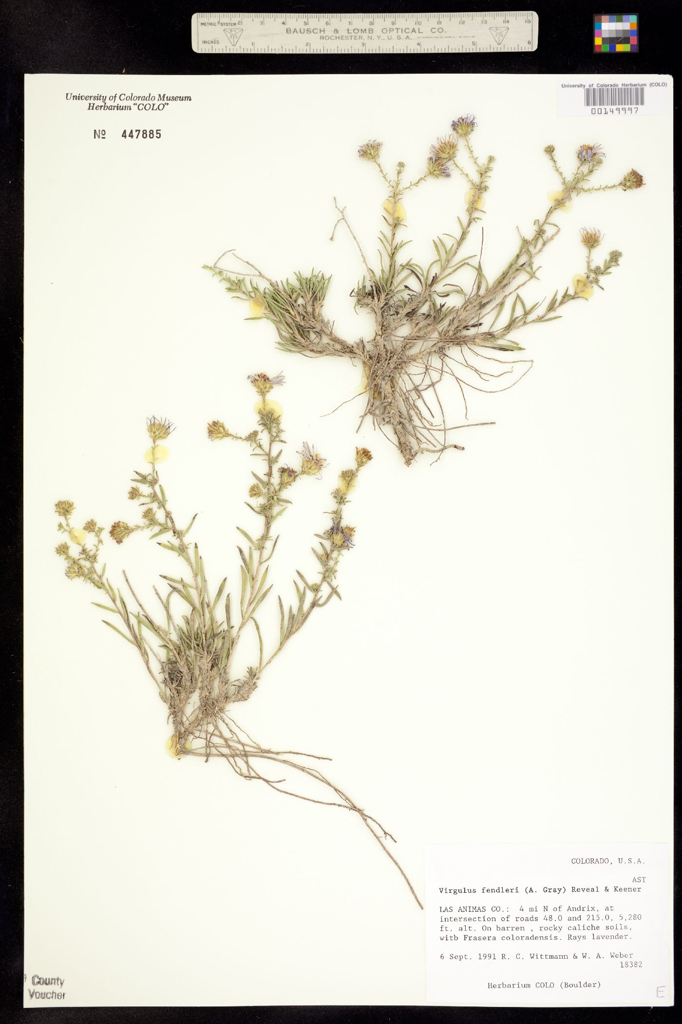 Symphyotrichum fendleri image