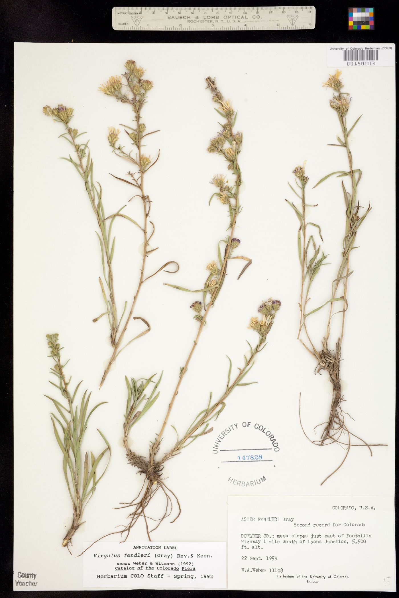 Symphyotrichum fendleri image