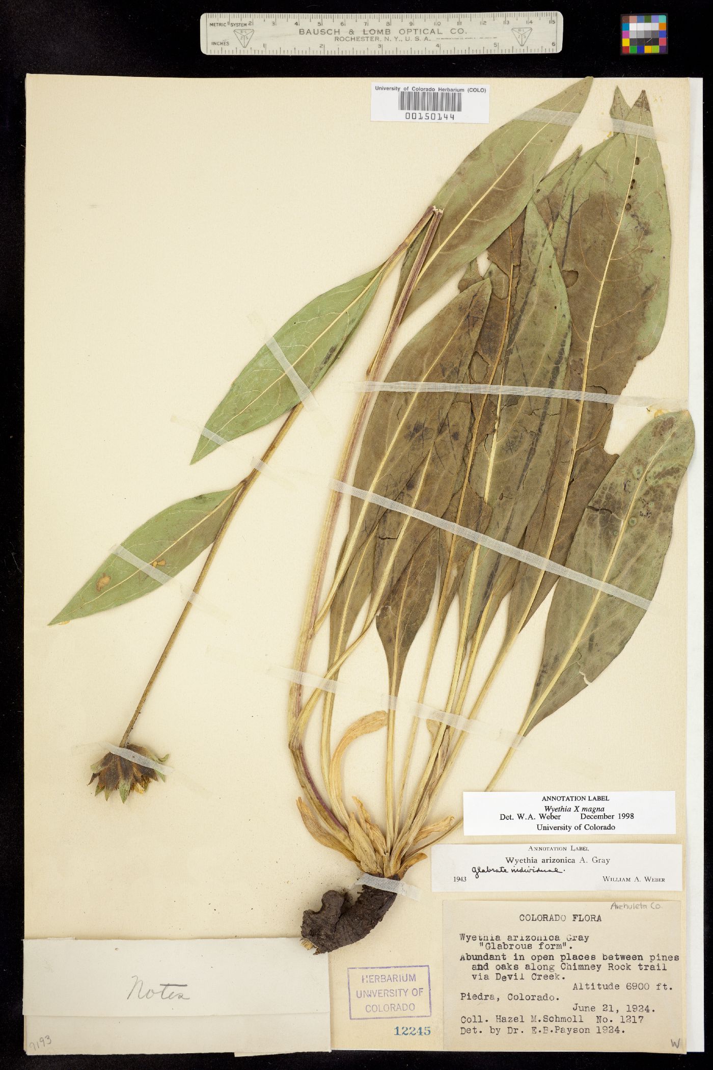 Wyethia magna image