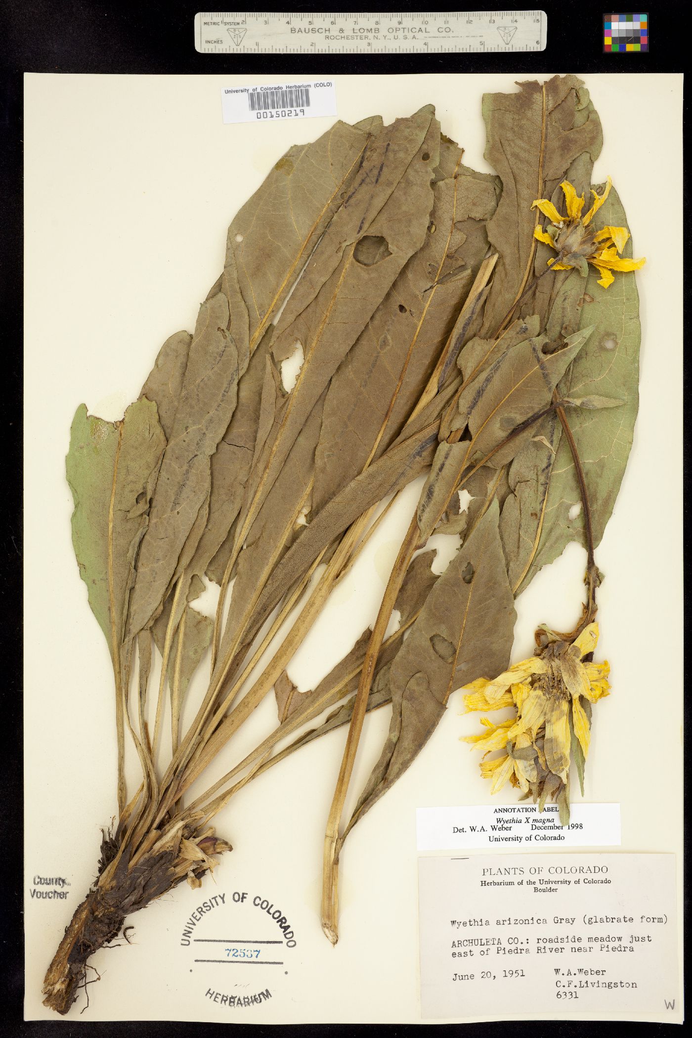 Wyethia magna image