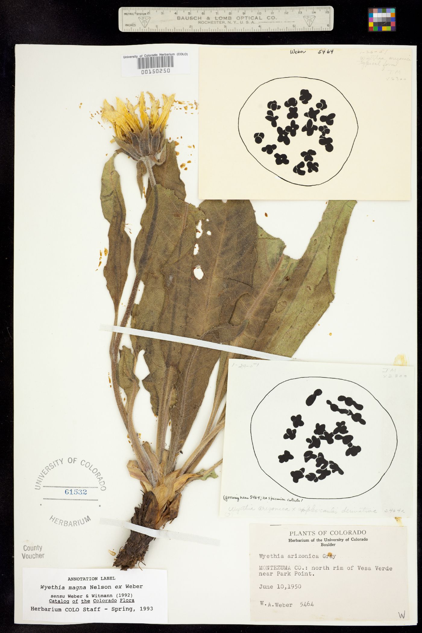 Wyethia magna image