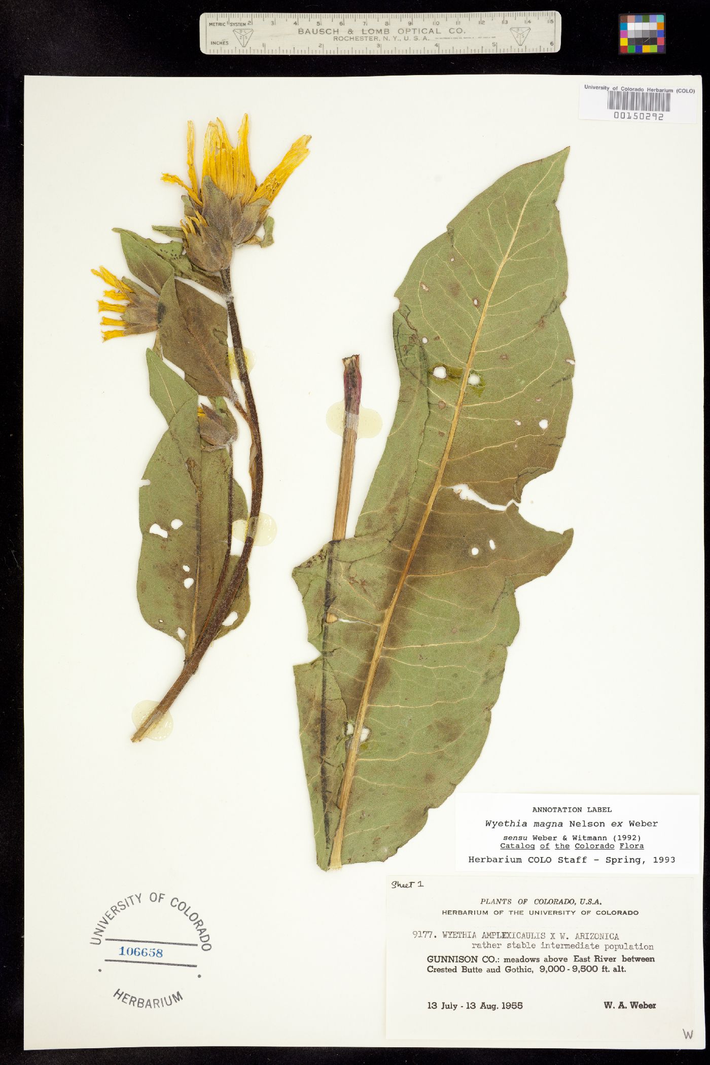 Wyethia magna image