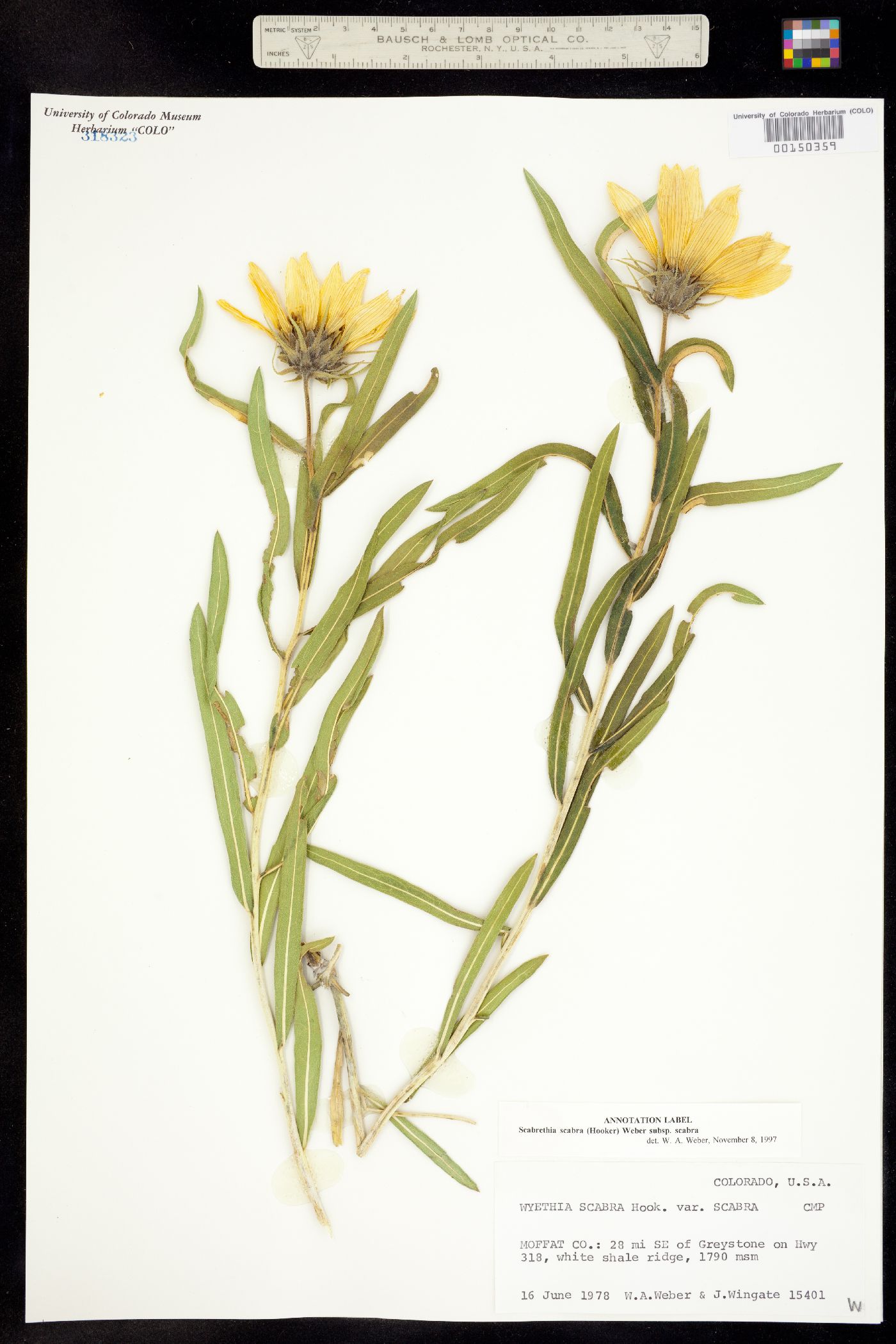 Scabrethia scabra ssp. scabra image