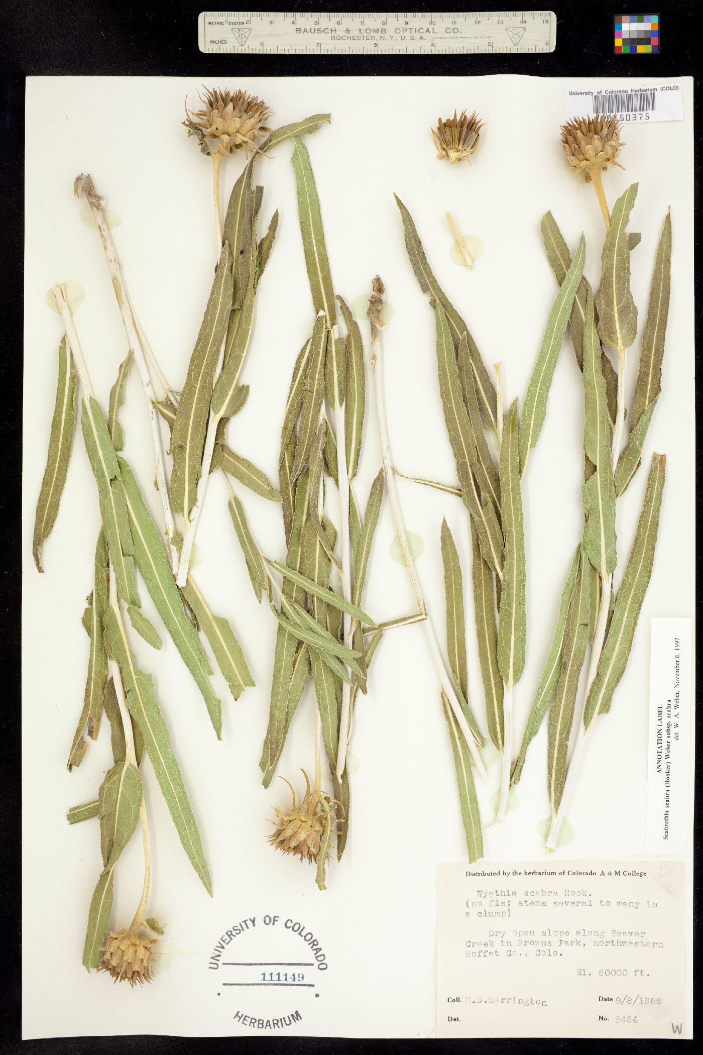 Scabrethia scabra ssp. scabra image