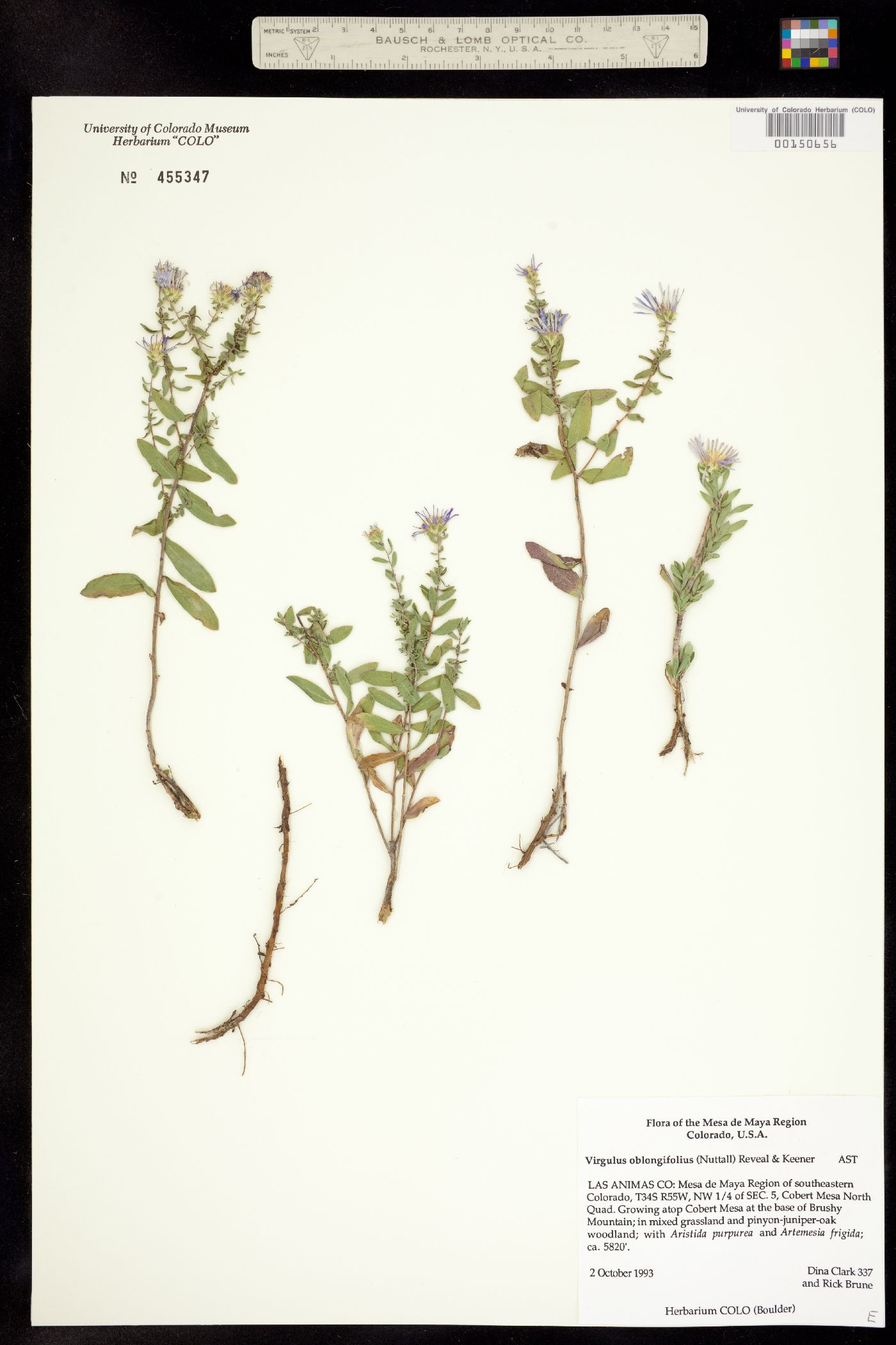 Symphyotrichum oblongifolium image