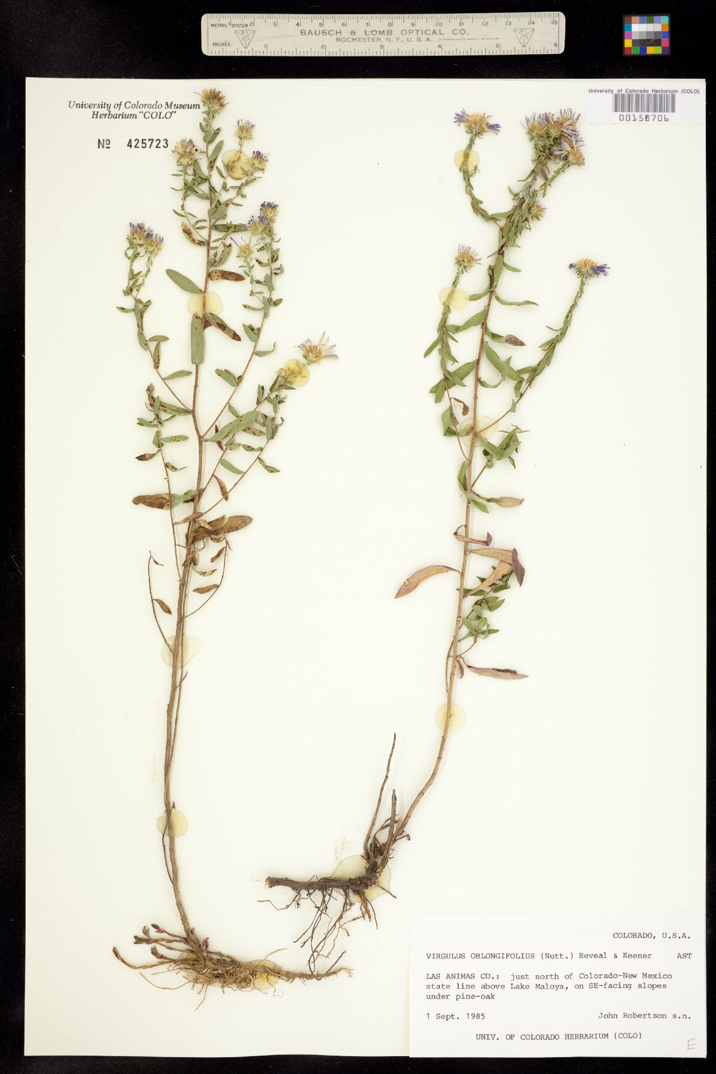 Symphyotrichum oblongifolium image