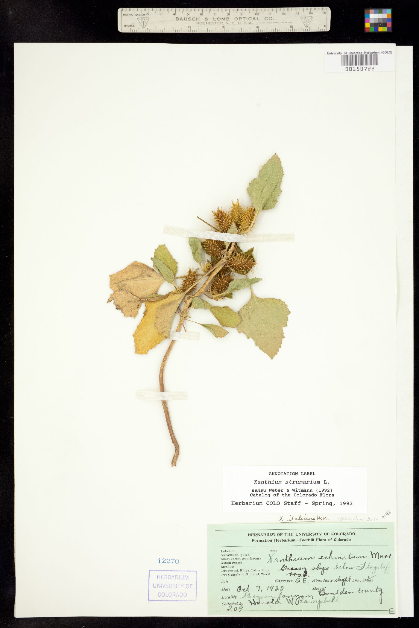 Xanthium strumarium image