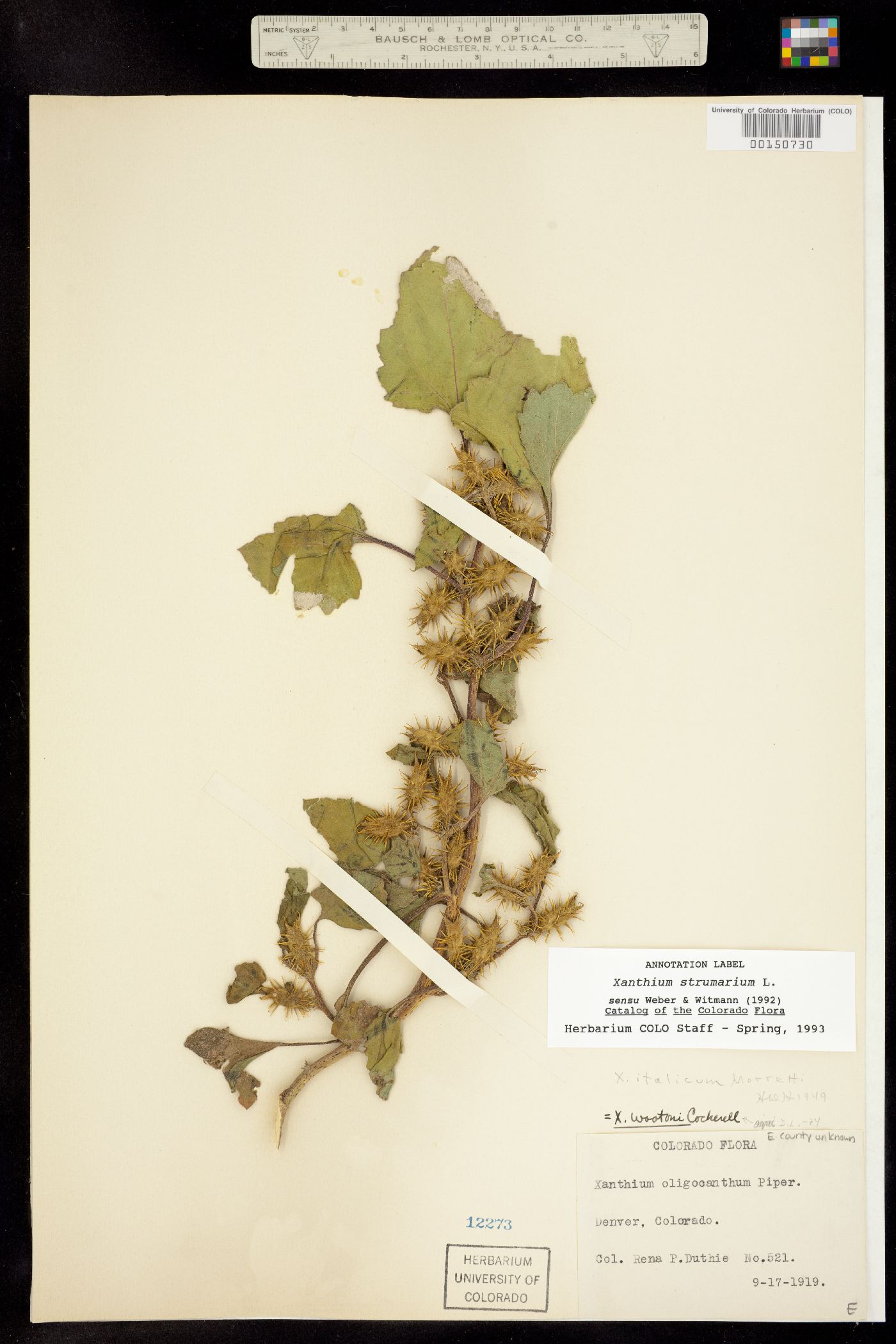 Xanthium strumarium image