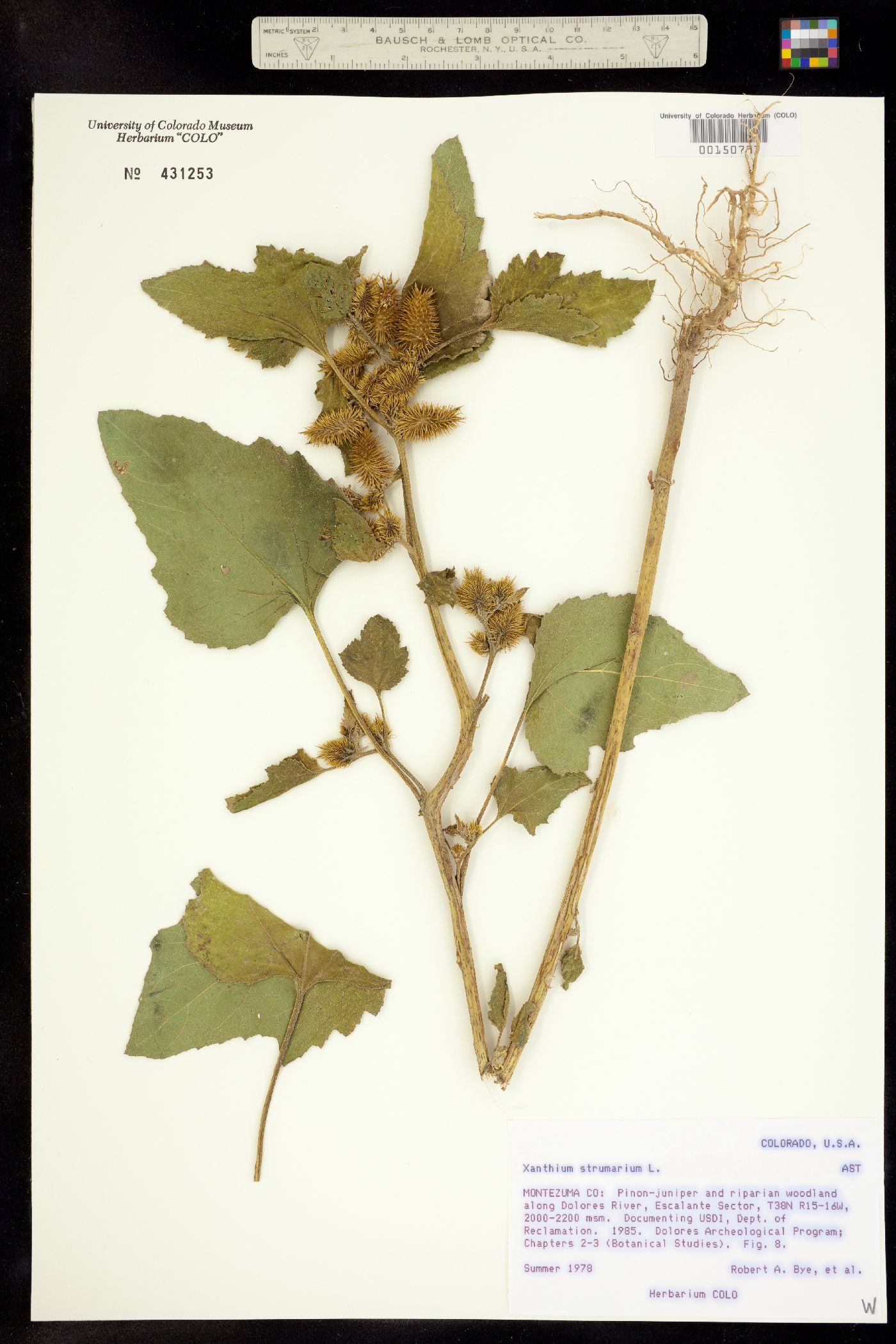 Xanthium strumarium image