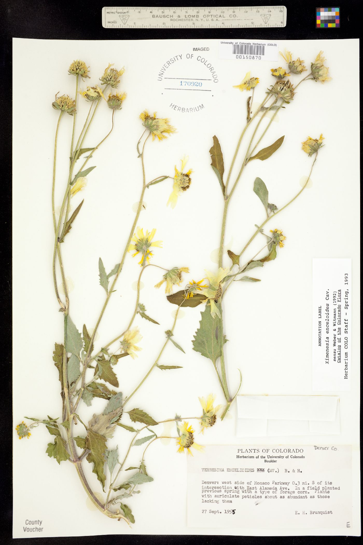 Ximenesia image