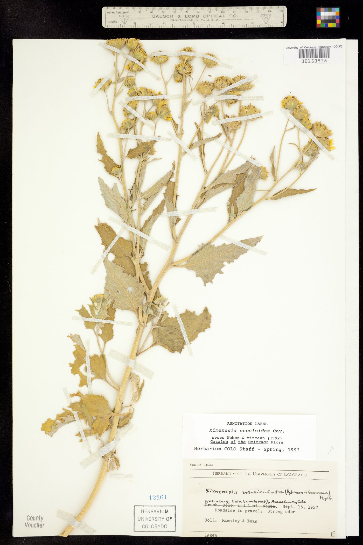 Verbesina encelioides subsp. encelioides image