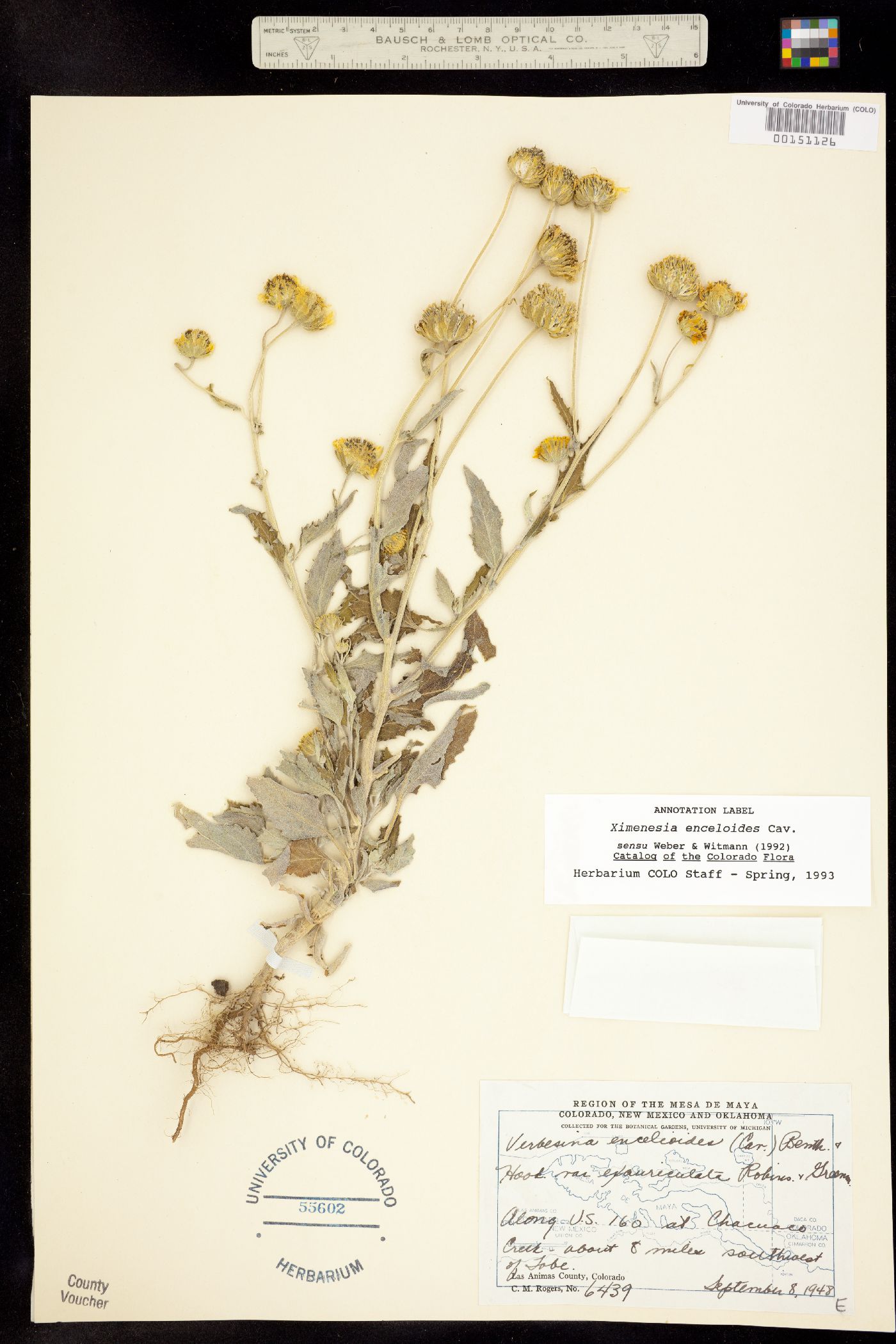 Ximenesia encelioides image