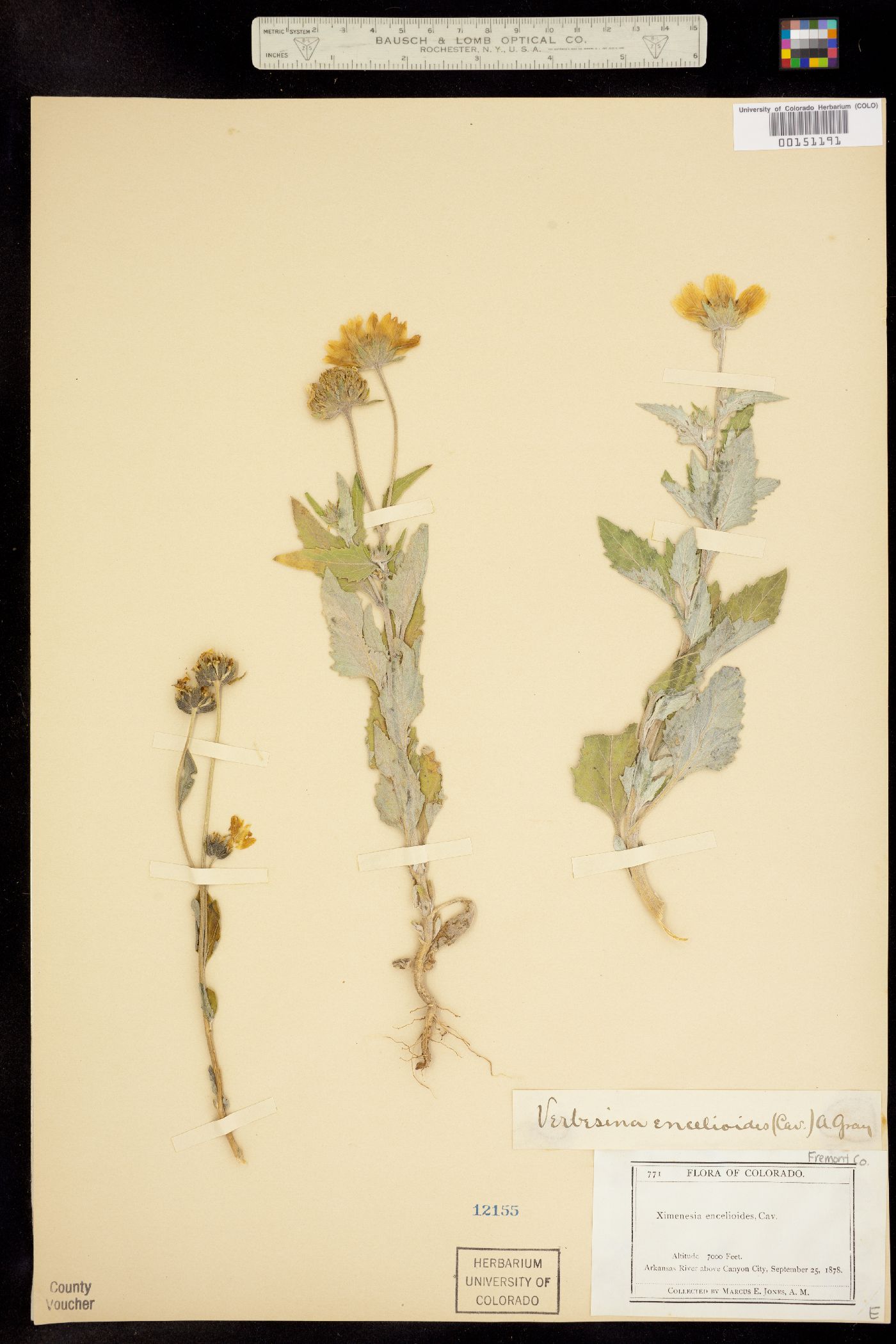 Ximenesia image