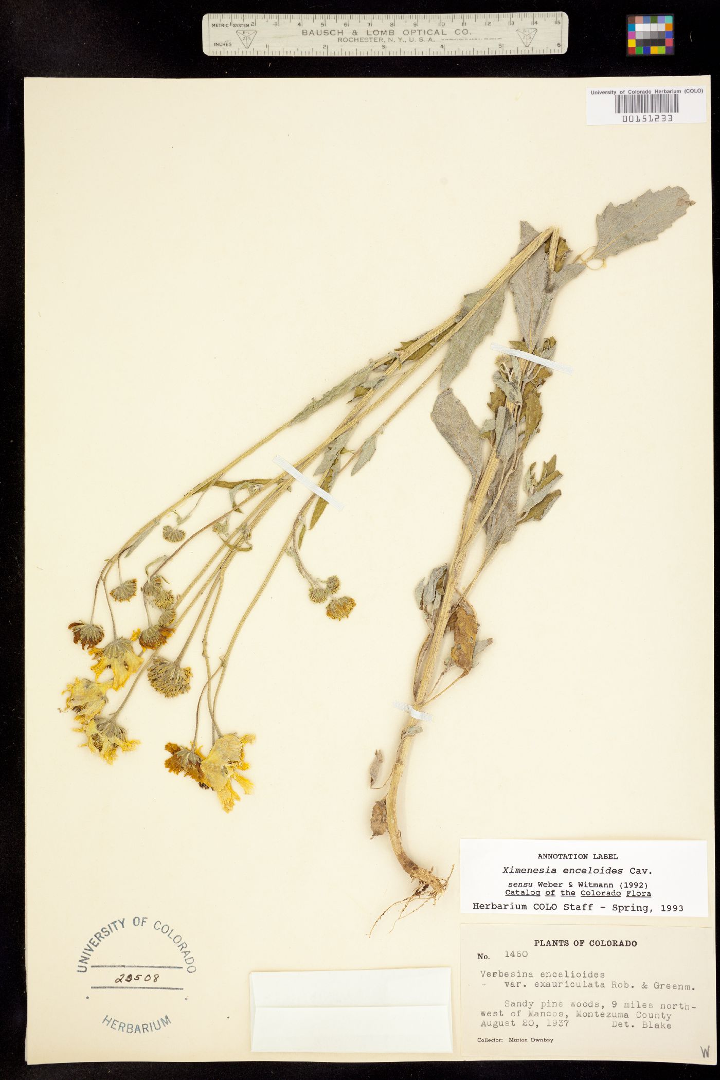 Ximenesia encelioides image