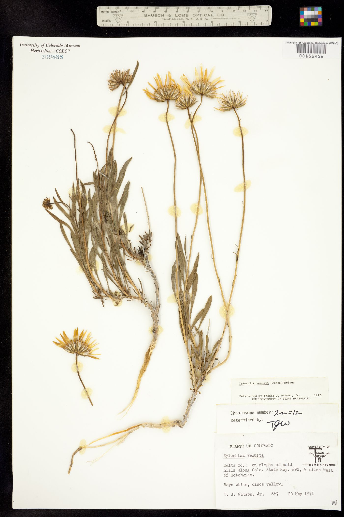 Xylorhiza venusta image