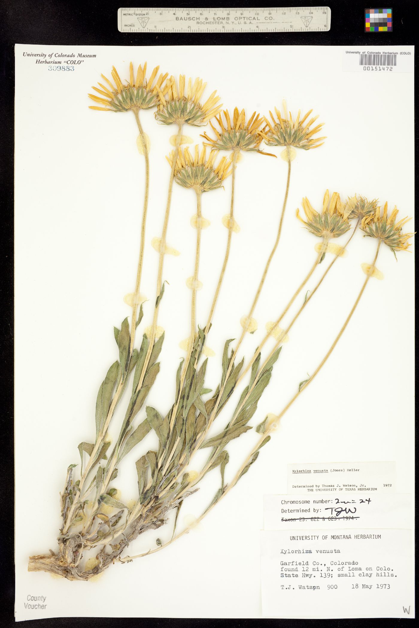 Xylorhiza venusta image