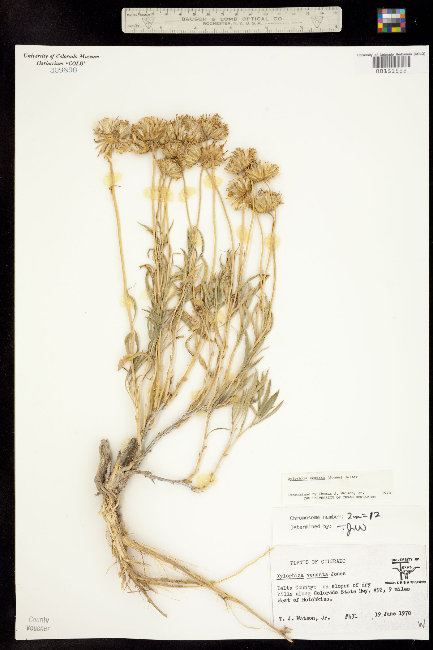 Xylorhiza venusta image