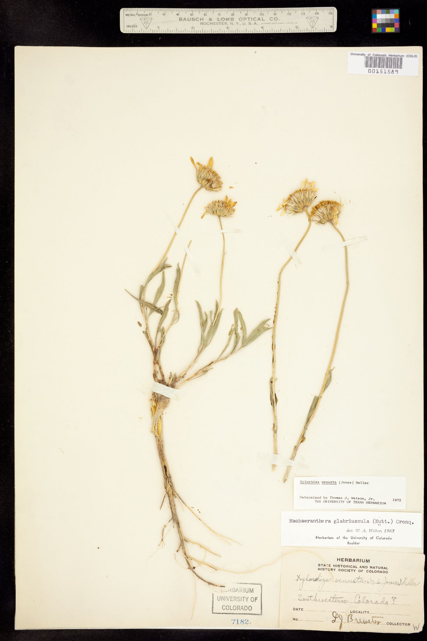 Xylorhiza venusta image