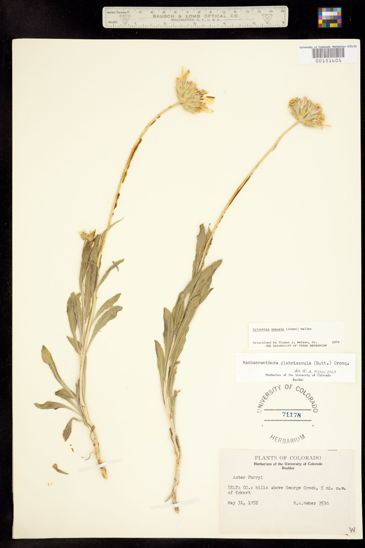 Xylorhiza venusta image