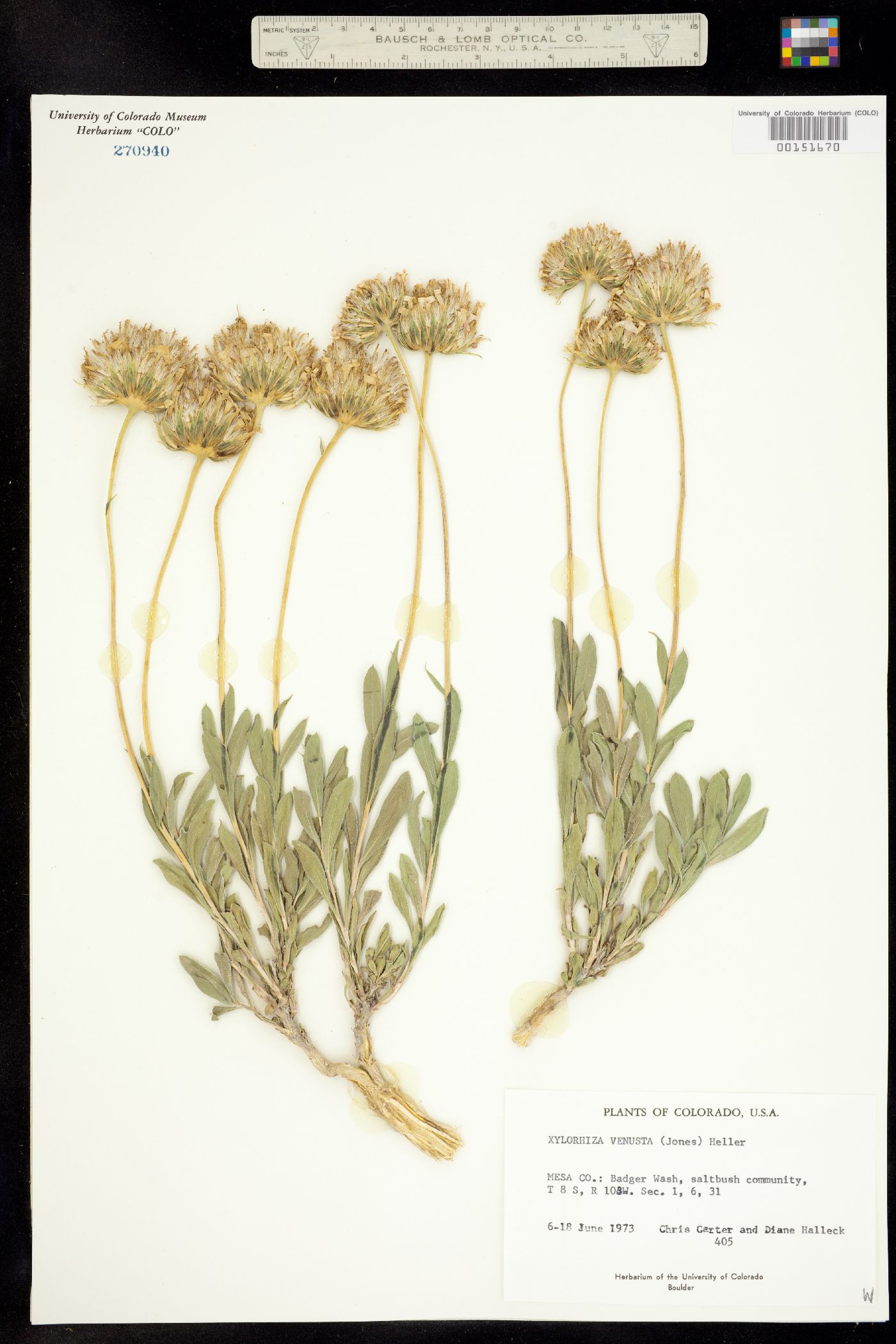Xylorhiza venusta image
