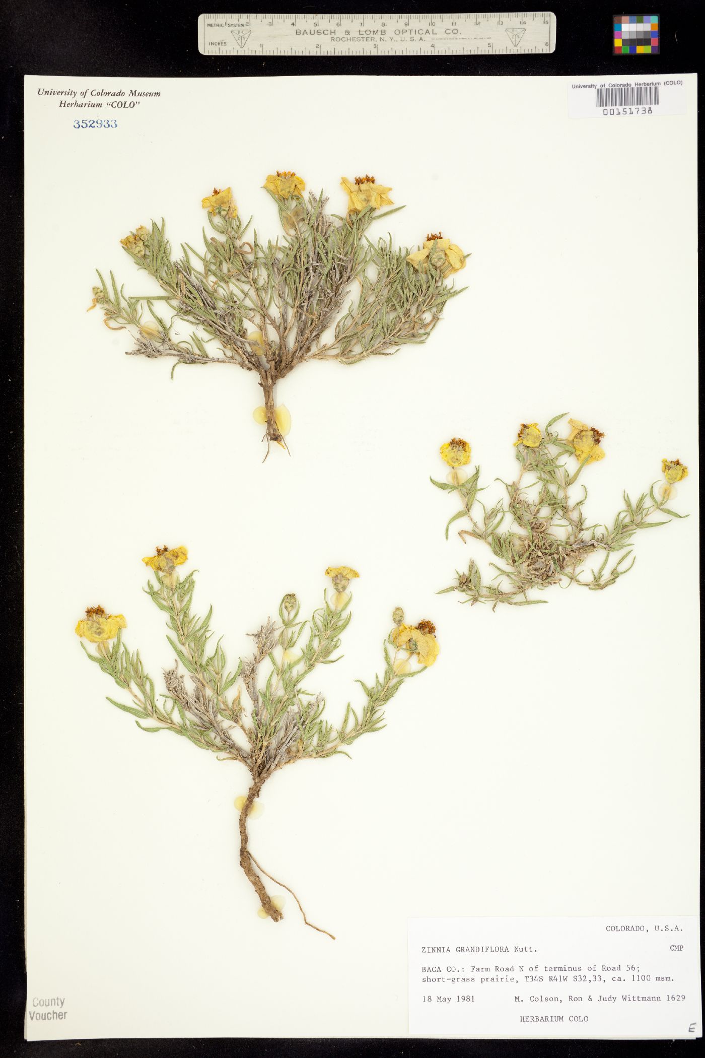 Zinnia grandiflora image