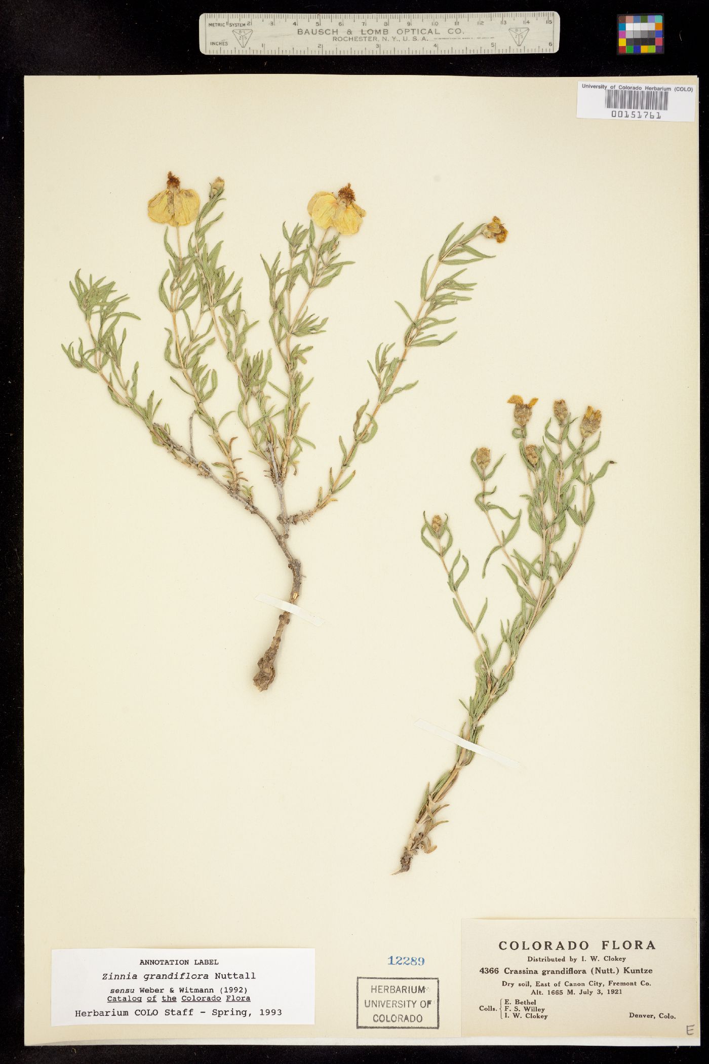 Zinnia grandiflora image