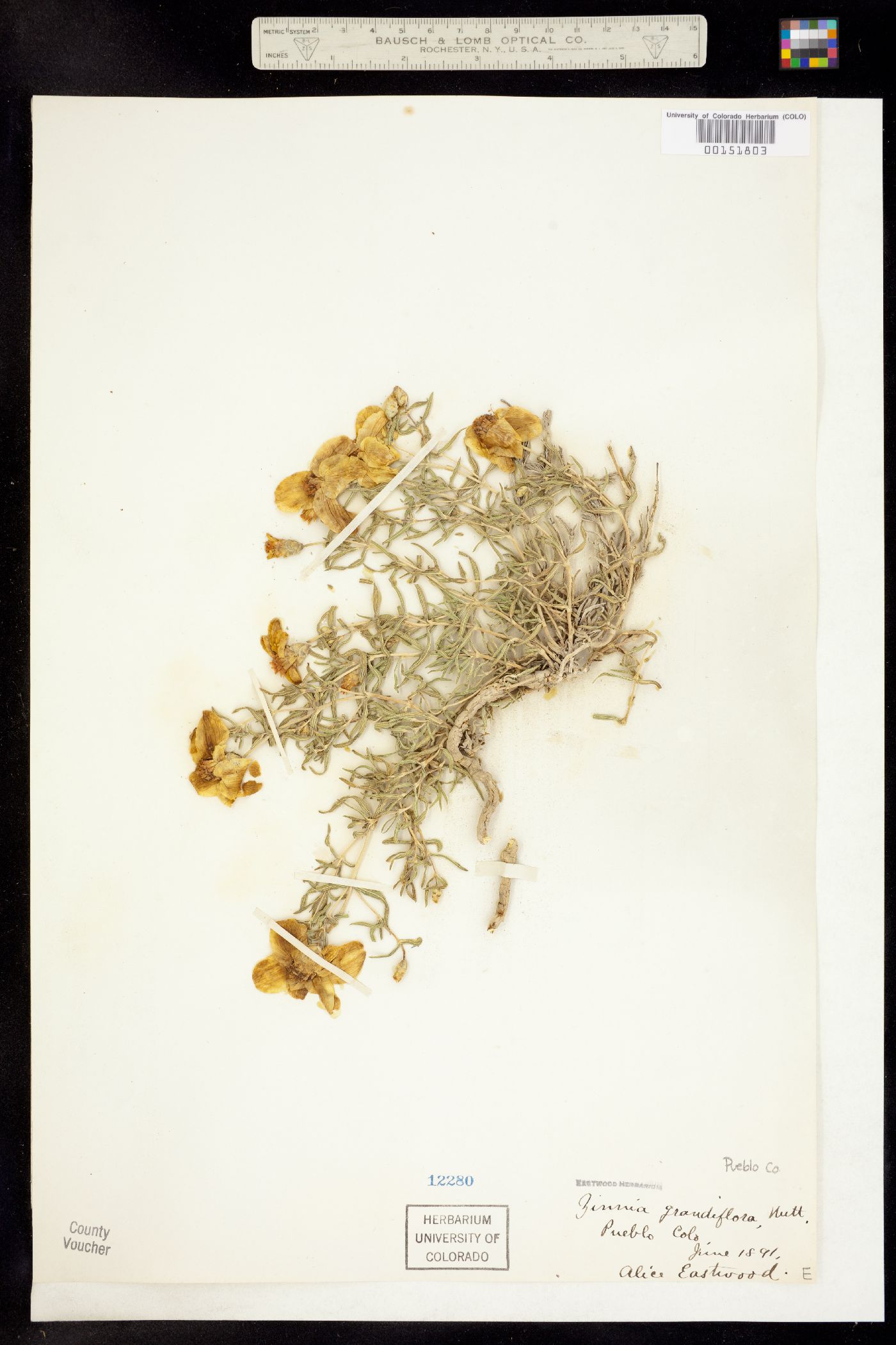 Zinnia grandiflora image