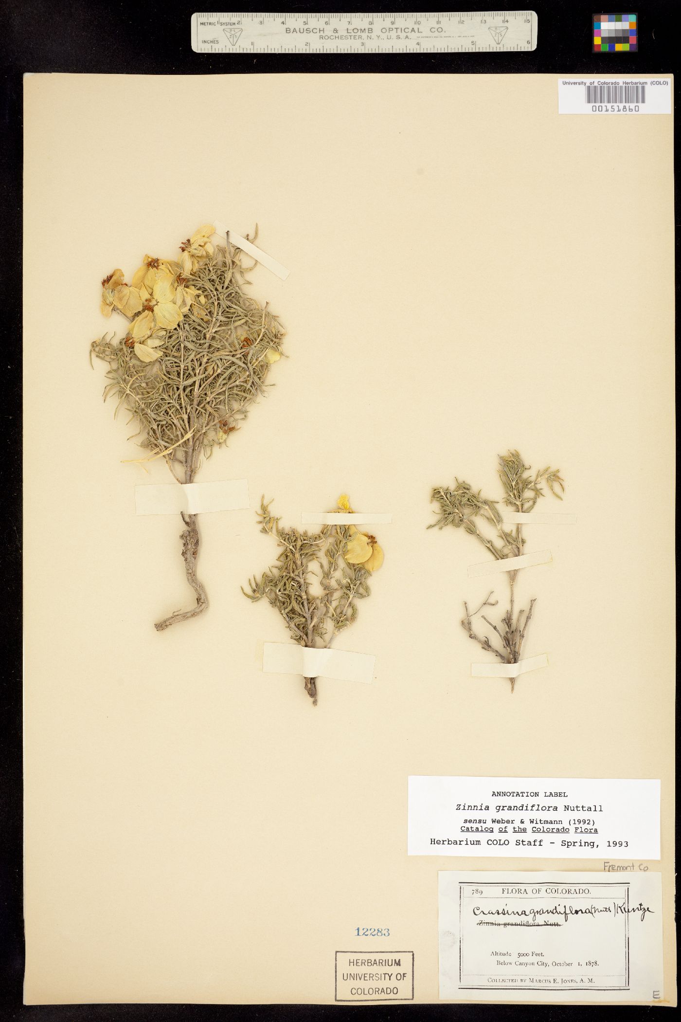 Zinnia grandiflora image