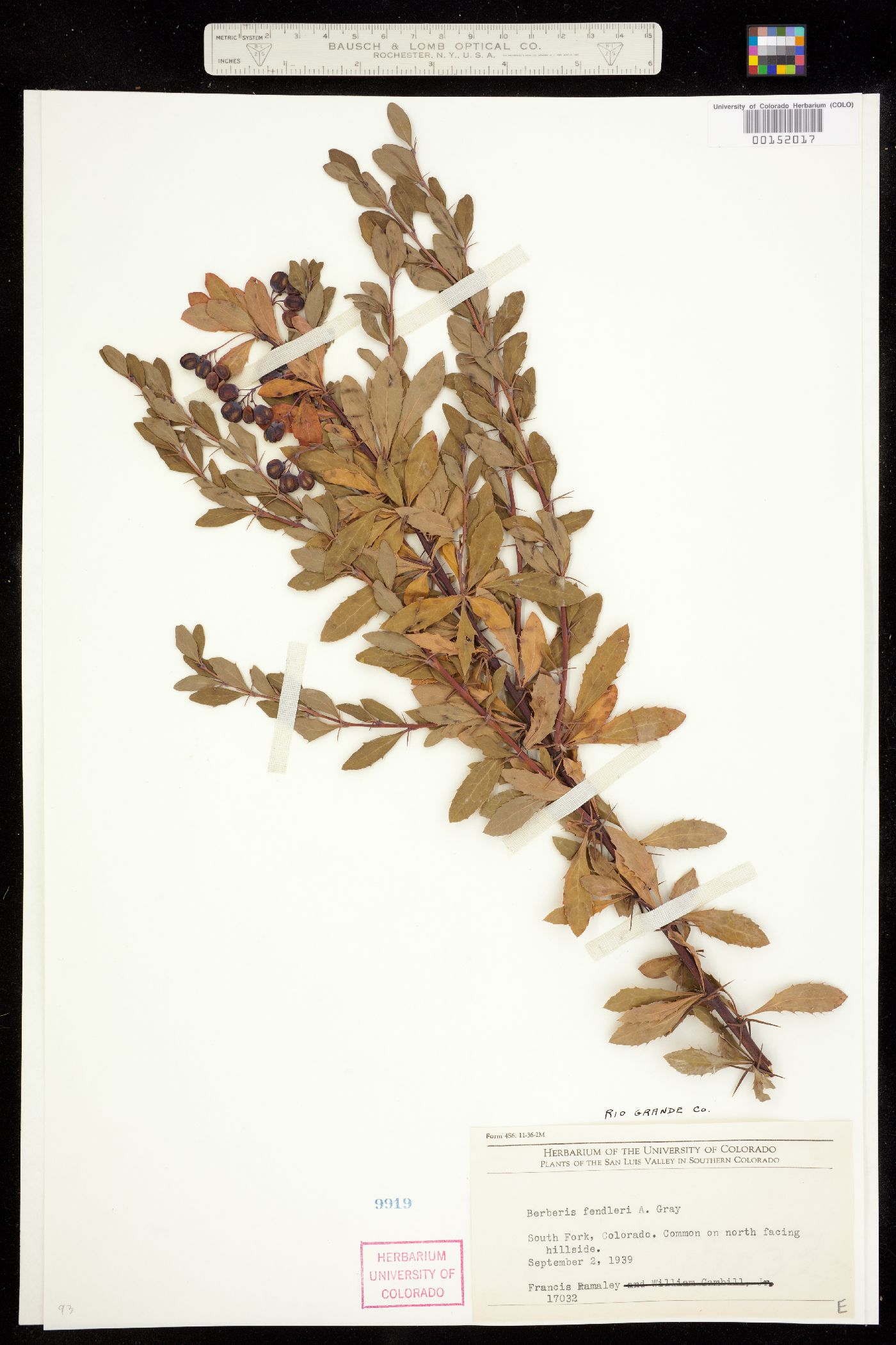 Berberis fendleri image