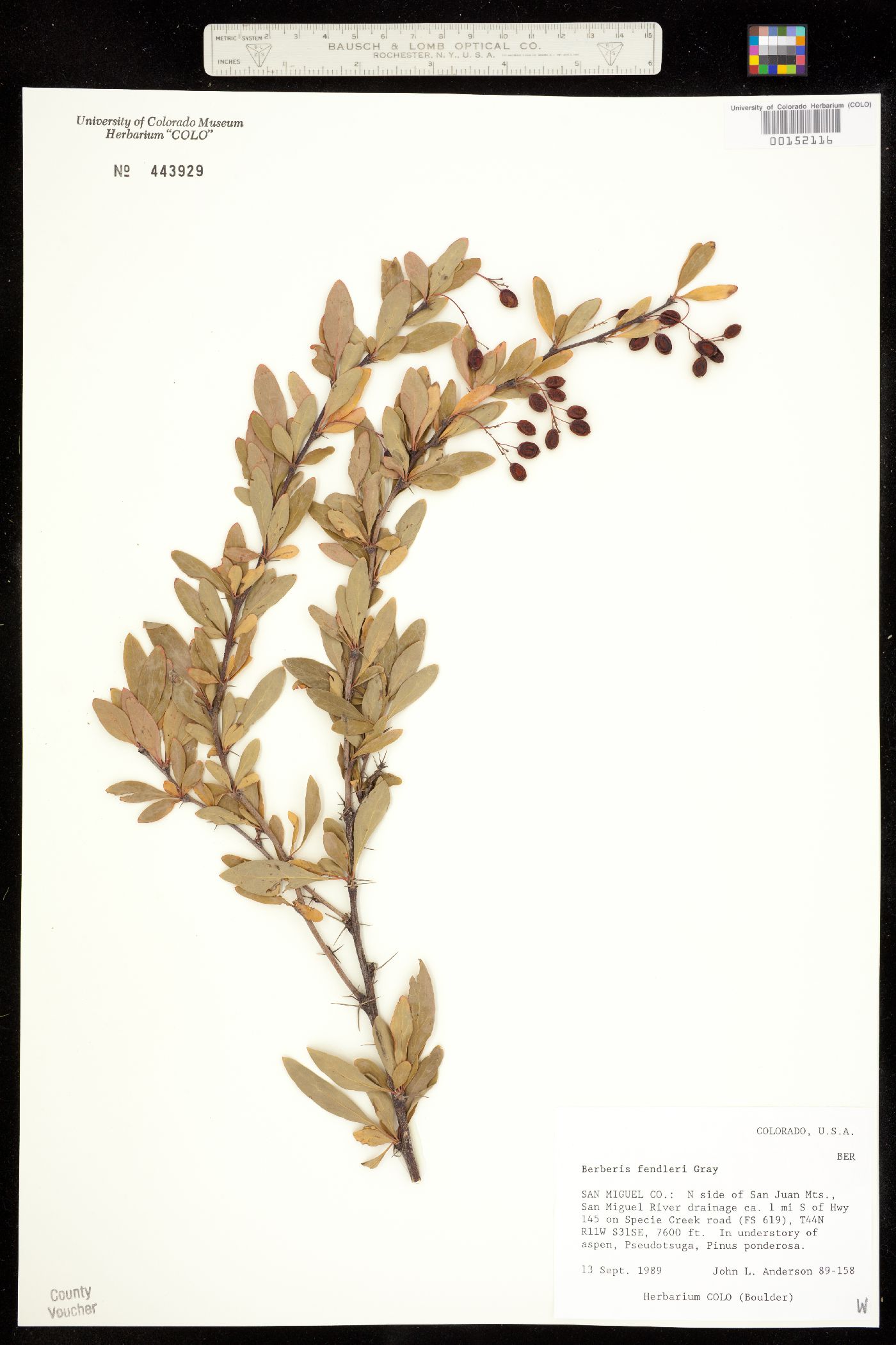 Berberis image
