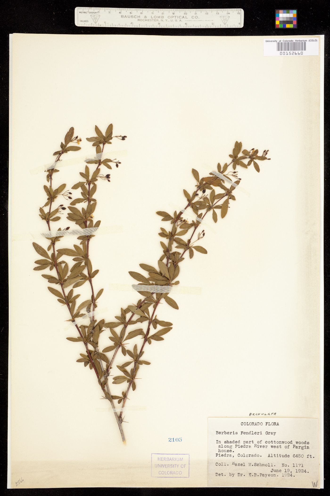 Berberis fendleri image