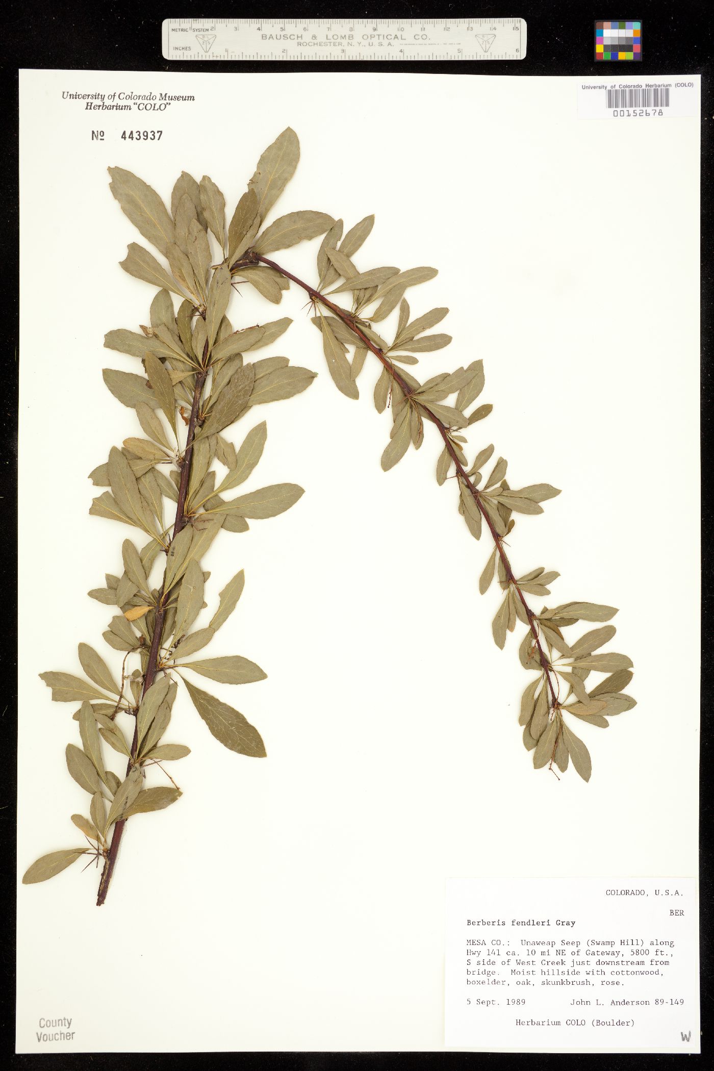 Berberis fendleri image