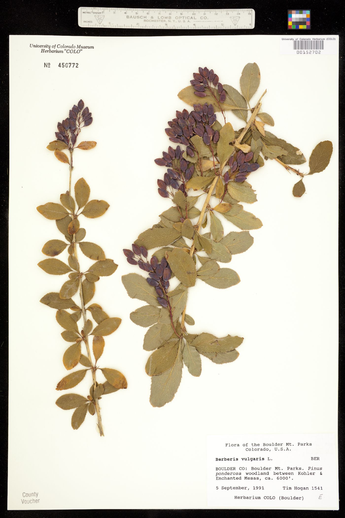 Berberis vulgaris image
