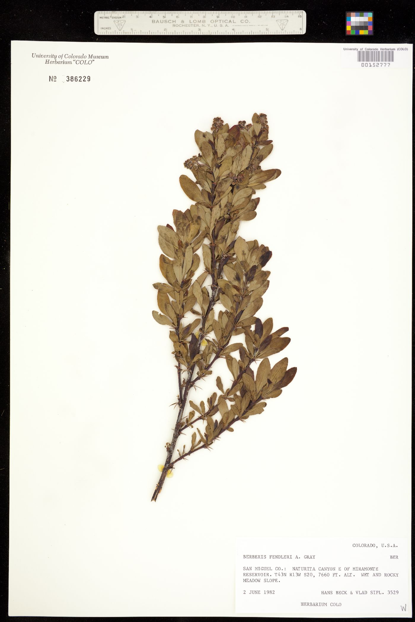 Berberis fendleri image