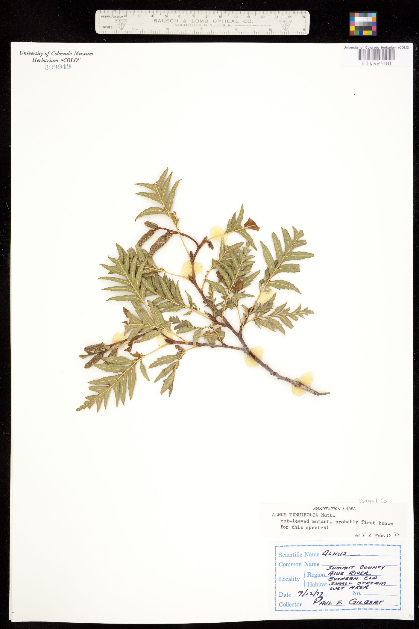 Alnus incana tenuifolia fma. incisa image