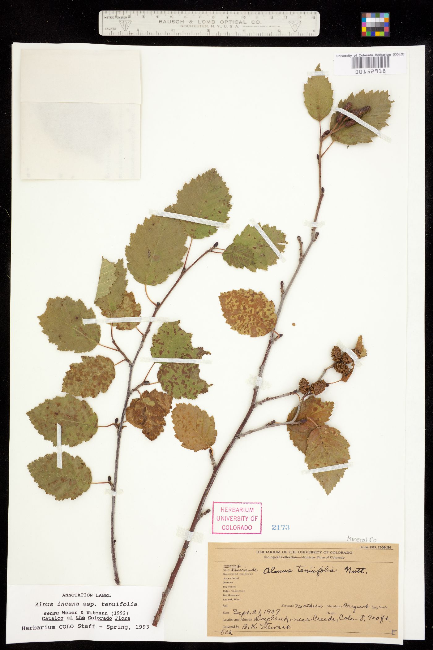 Alnus incana ssp. tenuifolia image