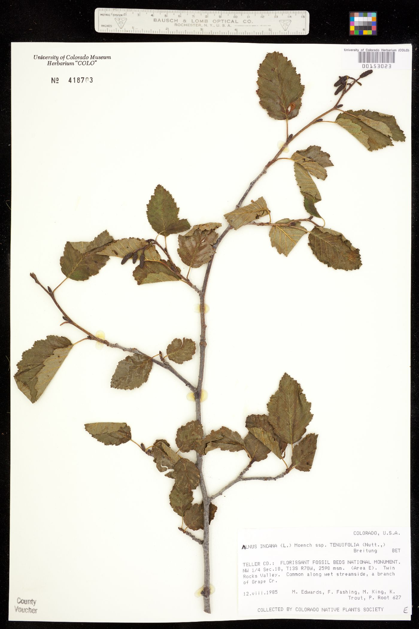 Alnus incana ssp. tenuifolia image