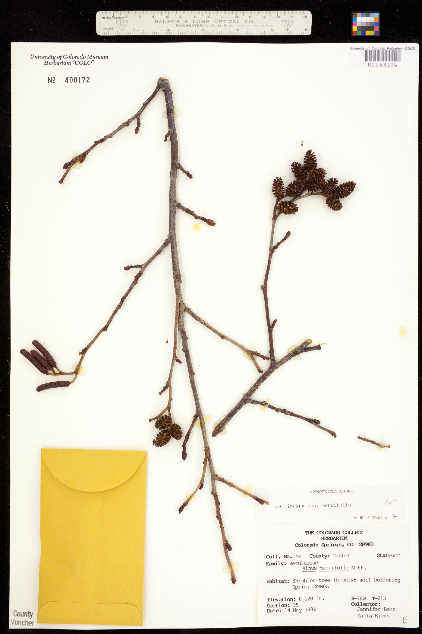 Alnus incana ssp. tenuifolia image