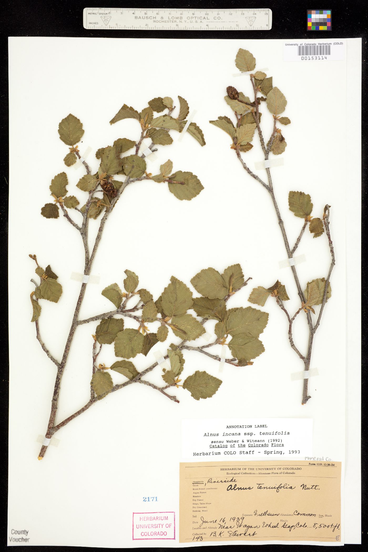 Alnus image